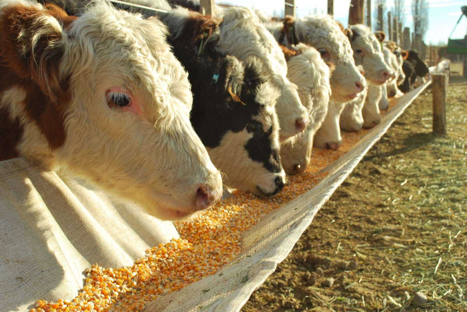 Entregan 100 toneladas de alimento para ganado en Lázaro Cárdenas