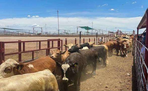 Reabrirá EU gradualmente la frontera al ganado de Sonora y Chihuahua